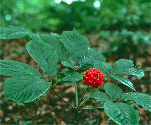 Ridge Runner Trading Company - Ginseng Plant In Bloom